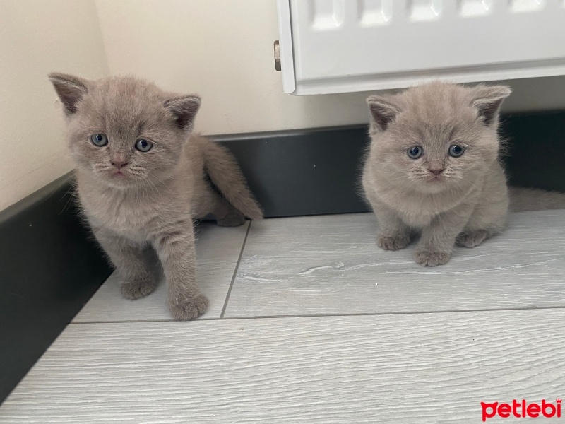 British Shorthair, Kedi  Simba fotoğrafı