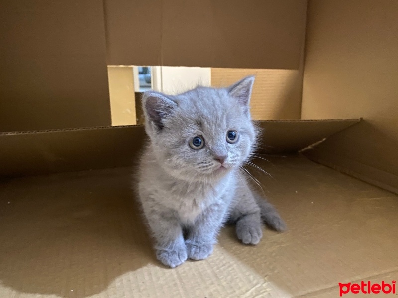 British Shorthair, Kedi  Simba fotoğrafı