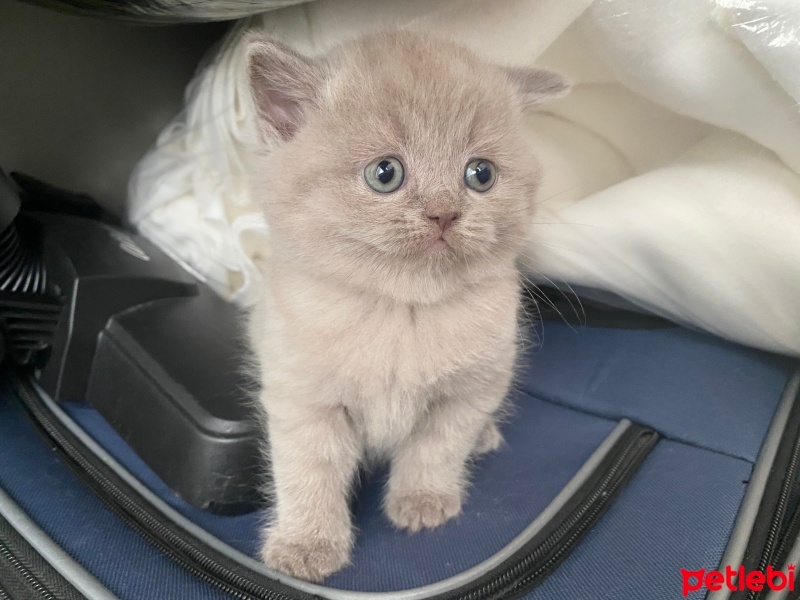 British Shorthair, Kedi  Simba fotoğrafı