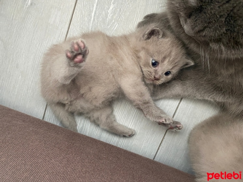British Shorthair, Kedi  Simba fotoğrafı