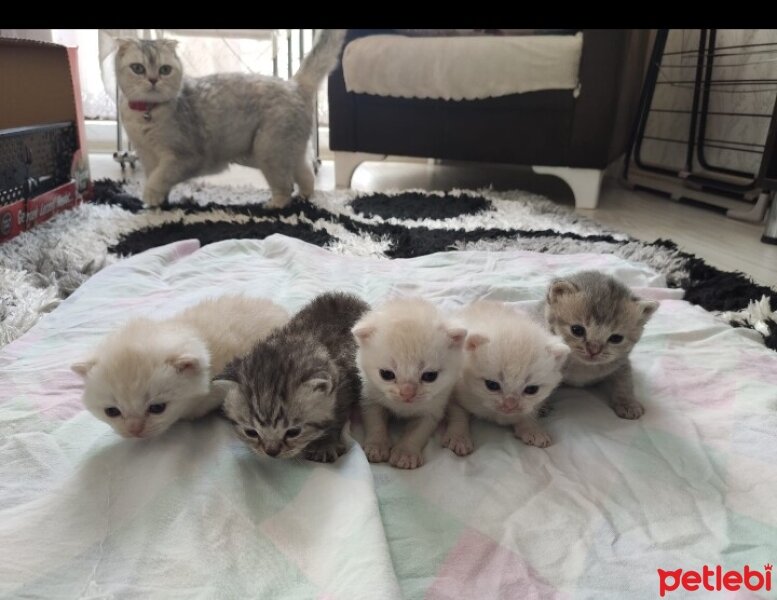 British Shorthair, Kedi  Henüz isim koymadik fotoğrafı