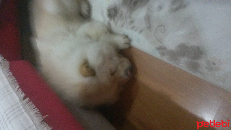 Chow Chow (çin Aslanı), Köpek  bobo fotoğrafı