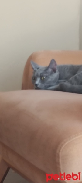 Korat, Kedi  Lotus fotoğrafı