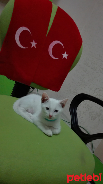 Ankara Kedisi, Kedi  Pıtırcık fotoğrafı