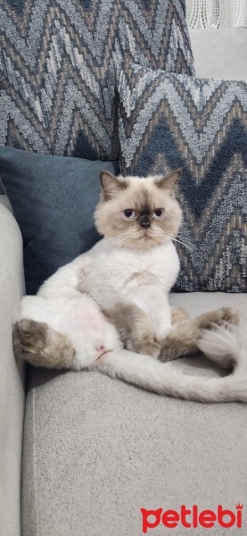British Longhair, Kedi  Asu fotoğrafı