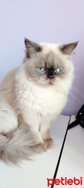 British Longhair, Kedi  Asu fotoğrafı