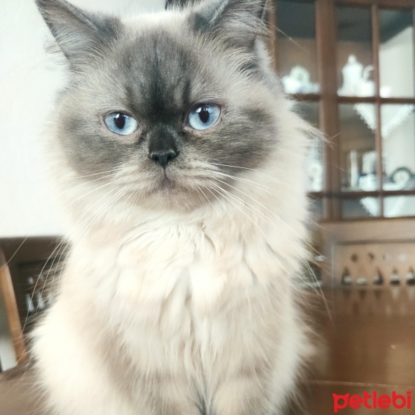 British Longhair, Kedi  Asu fotoğrafı