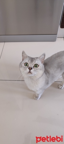 British Longhair, Kedi  Asu fotoğrafı