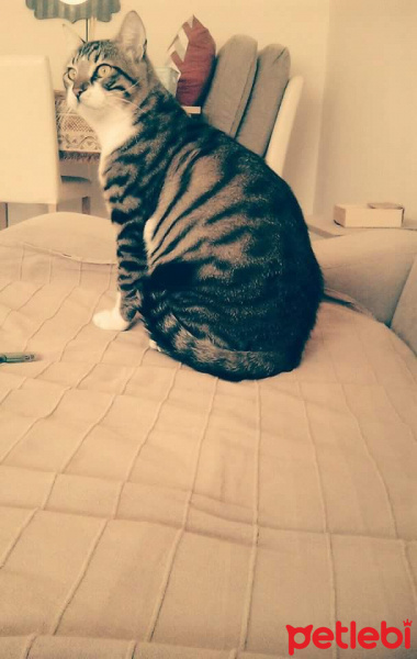 British Shorthair, Kedi  Aliş fotoğrafı