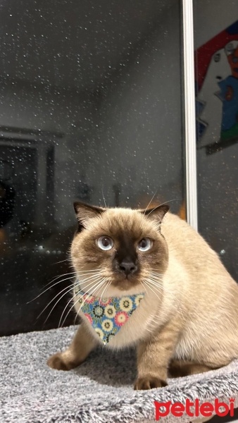 Siyam Kedisi, Kedi  Üzüm fotoğrafı