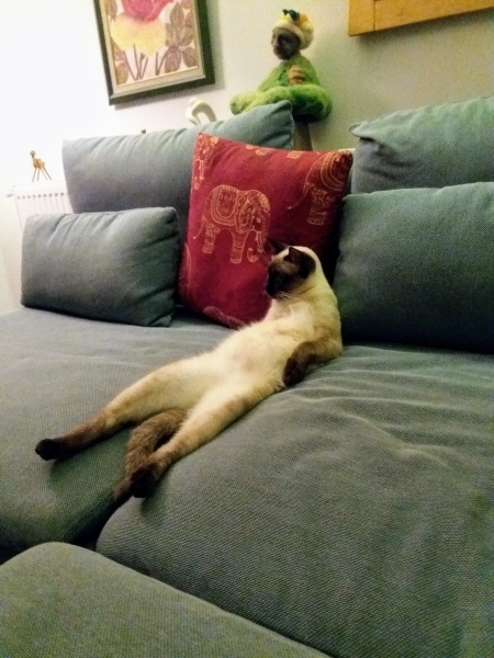 Siyam Kedisi, Kedi  Ponçik fotoğrafı