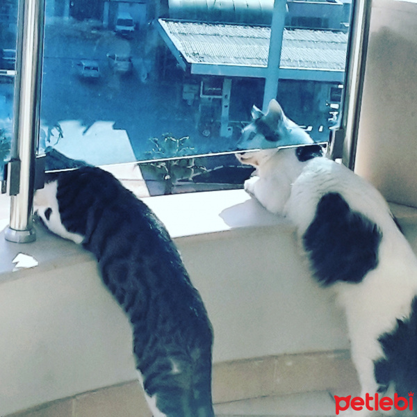 Norwegian Forest, Kedi  Gilbert  fotoğrafı