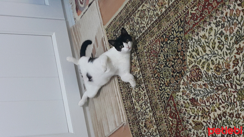 Tuxedo (Smokin) Kedi, Kedi  Zeytin fotoğrafı