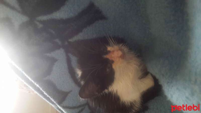 Tuxedo (Smokin) Kedi, Kedi  Zeytin fotoğrafı