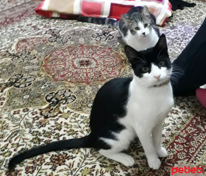 Tuxedo (Smokin) Kedi, Kedi  Zeytin fotoğrafı