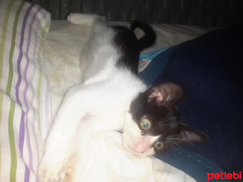 Tuxedo (Smokin) Kedi, Kedi  Zeytin fotoğrafı