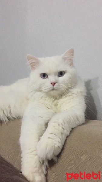 British Longhair, Kedi  Mavi fotoğrafı