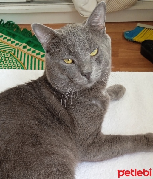 British Shorthair, Kedi  Can fotoğrafı