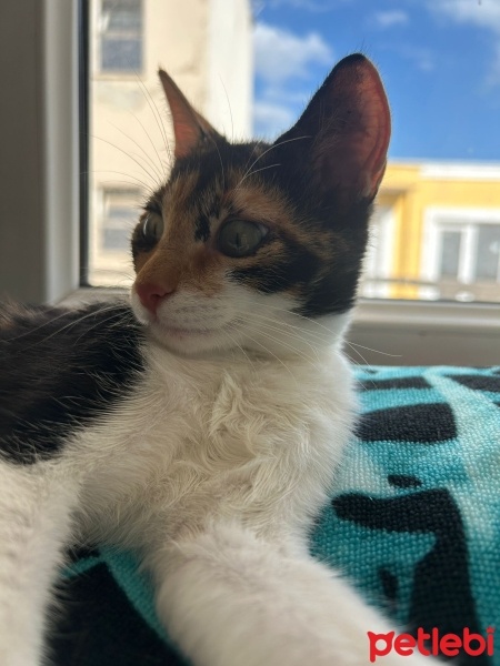 Tuxedo (Smokin) Kedi, Kedi  Dudu & Tutu (2 Kız Kardeş) fotoğrafı