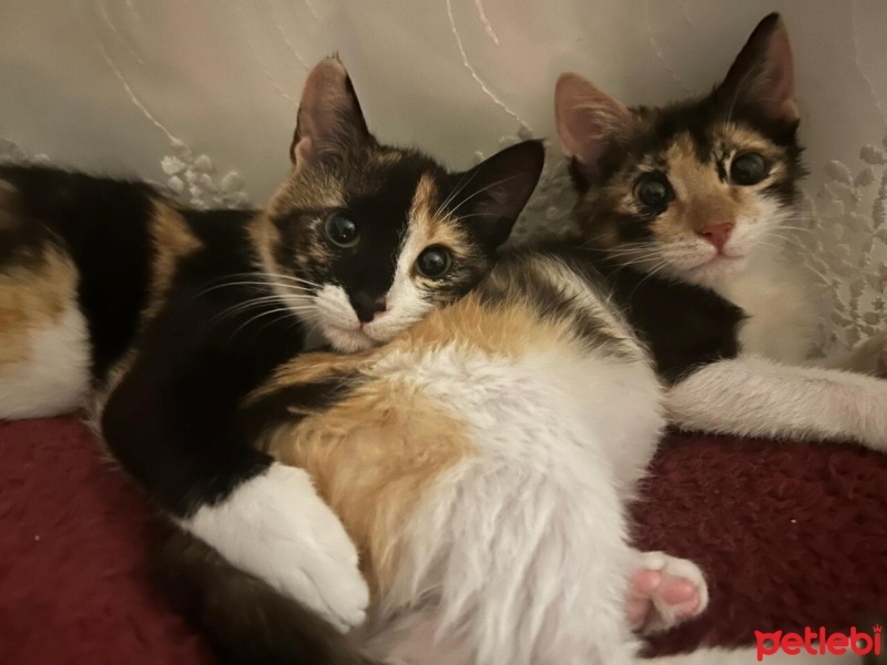 Tuxedo (Smokin) Kedi, Kedi  Dudu & Tutu (2 Kız Kardeş) fotoğrafı