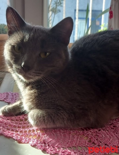 British Shorthair, Kedi  Prenses fotoğrafı