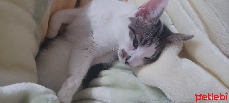 Tekir Kedi, Kedi  Lilith fotoğrafı