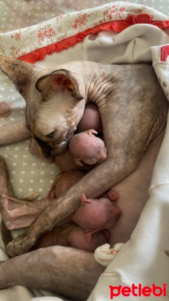 Sphynx, Kedi  Yavru Sfenksler fotoğrafı