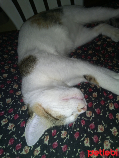 Ankara Kedisi, Kedi  Mır fotoğrafı