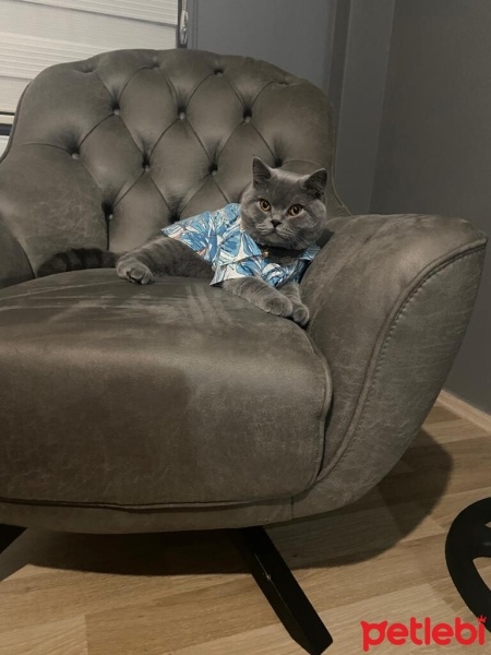 British Shorthair, Kedi  Oğlumuza yuva ariyoruz fotoğrafı