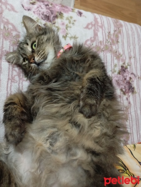 Norwegian Forest, Kedi  Çiti fotoğrafı