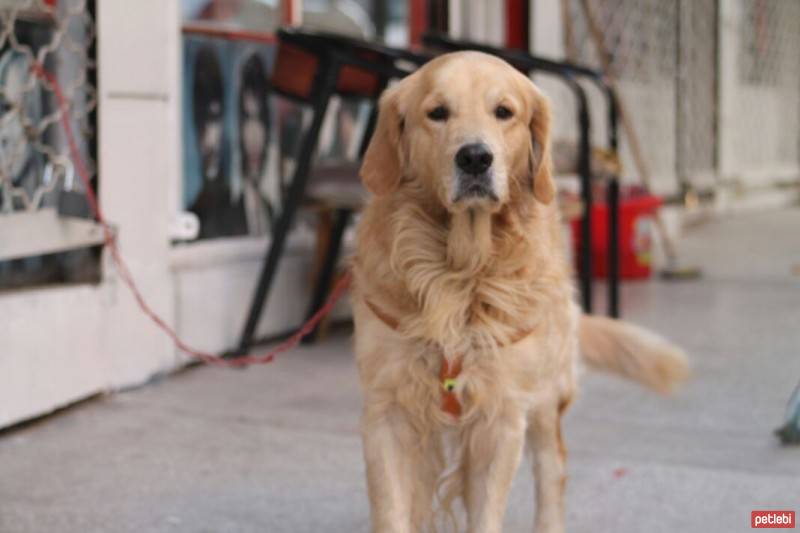 Golden Retriever, Köpek  Paşa fotoğrafı