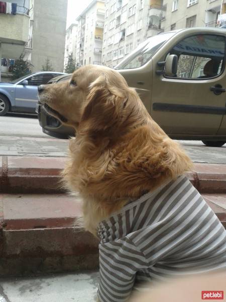 Golden Retriever, Köpek  Paşa fotoğrafı