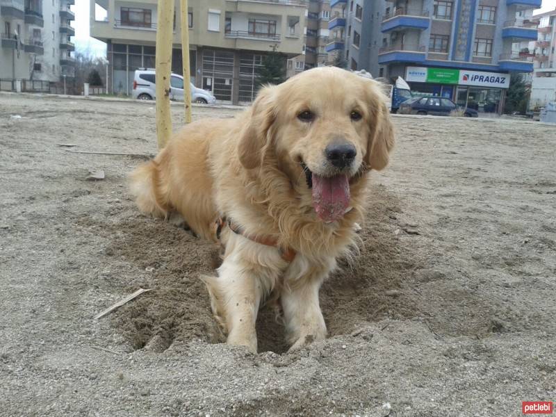 Golden Retriever, Köpek  Paşa fotoğrafı