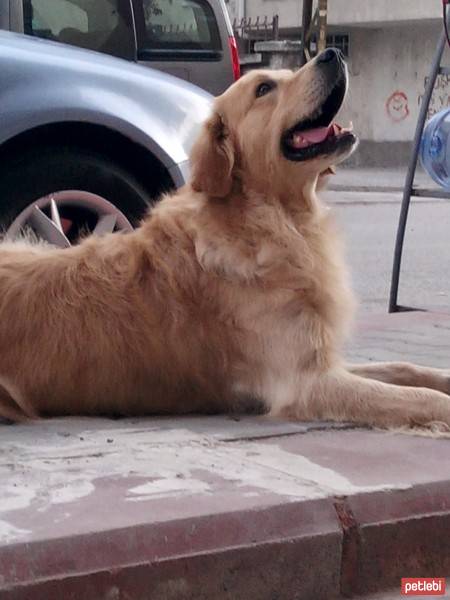 Golden Retriever, Köpek  Paşa fotoğrafı