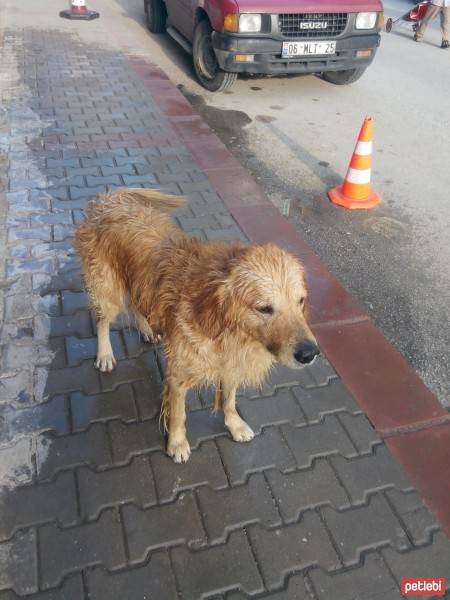 Golden Retriever, Köpek  Paşa fotoğrafı