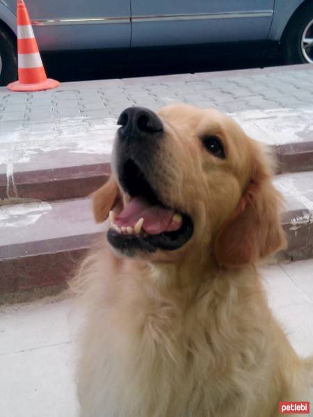 Golden Retriever, Köpek  Paşa fotoğrafı