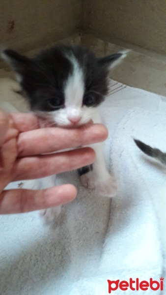 Tuxedo (Smokin) Kedi, Kedi  Kartal fotoğrafı