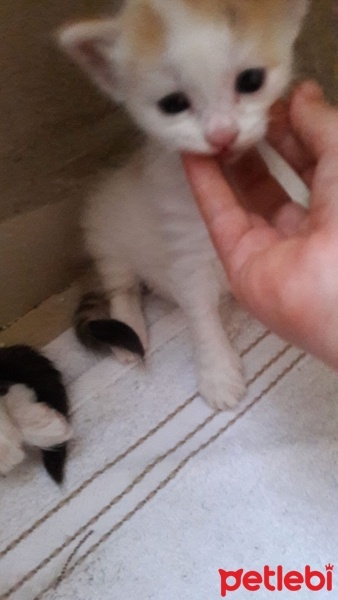 Tekir Kedi, Kedi  Gül fotoğrafı