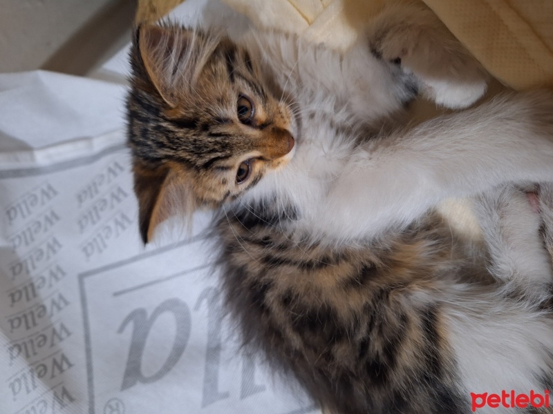 Tekir Kedi, Kedi  N fotoğrafı