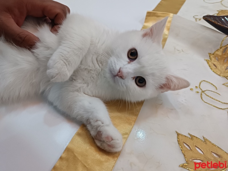 British Shorthair, Kedi  British shorthair beyaz adlarını size bıraktım fotoğrafı
