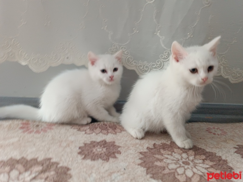 British Shorthair, Kedi  British shorthair beyaz adlarını size bıraktım fotoğrafı