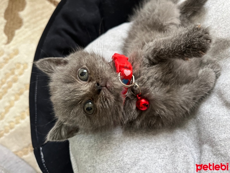 British Shorthair, Kedi  MİA fotoğrafı