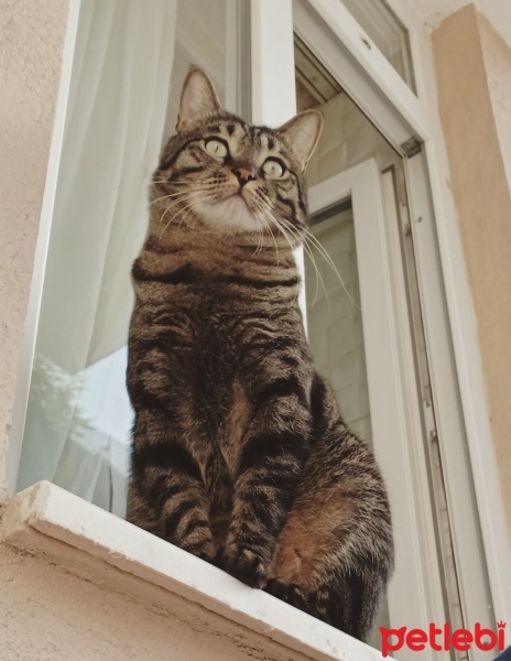 Tekir Kedi, Kedi  Meta fotoğrafı