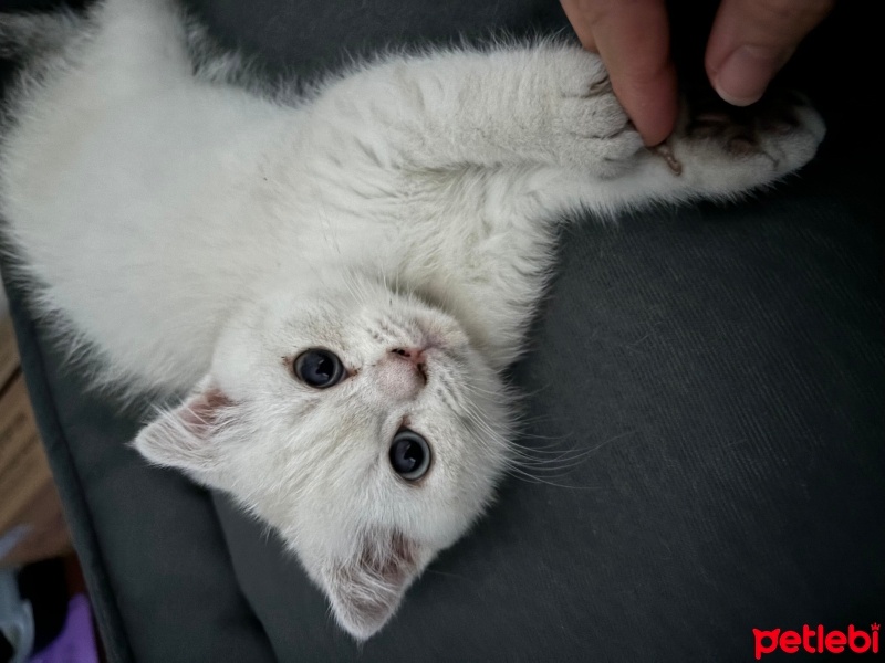 Scottish Fold, Kedi  Paşa fotoğrafı