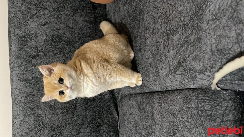 British Shorthair, Kedi  Limon fotoğrafı