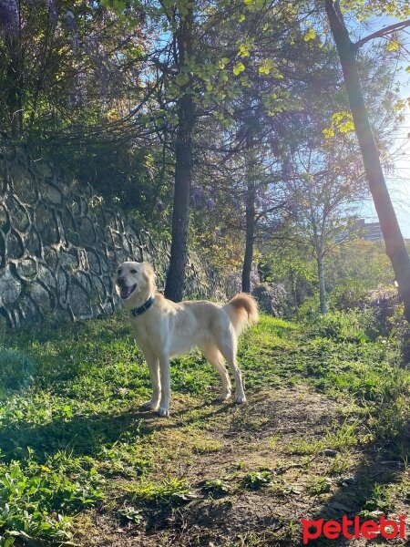 Golden Retriever, Köpek  MERY fotoğrafı