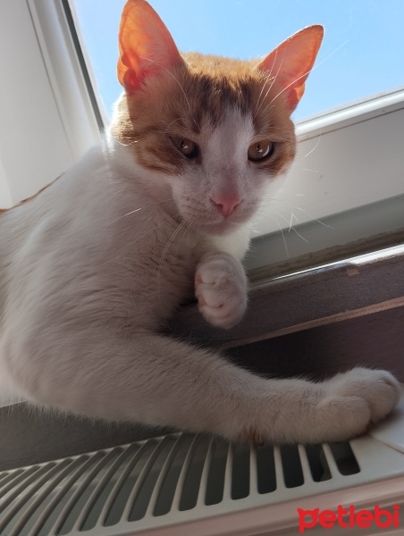 Tekir Kedi, Kedi  Beşir fotoğrafı