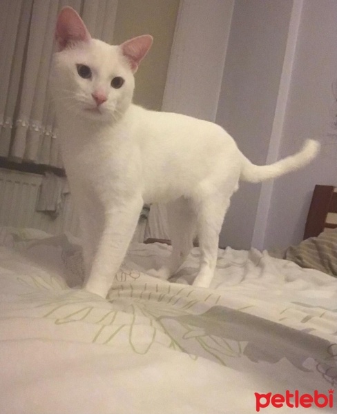 Van Kedisi, Kedi  ZİCO fotoğrafı