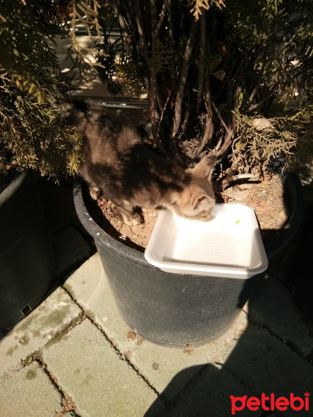 Tekir Kedi, Kedi  minnos fotoğrafı