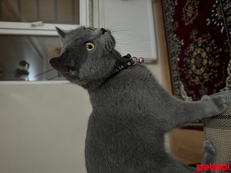 British Shorthair, Kedi  Mişa fotoğrafı